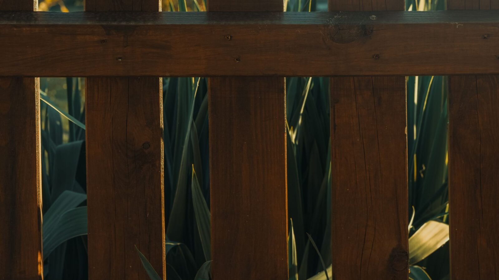 Sunlit wooden garden fence with dense greenery creating backyard privacy.