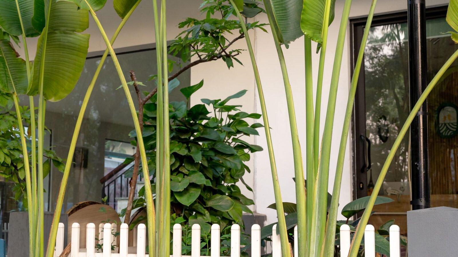 Outdoor patio with tall leafy plants and fencing used to create privacy.